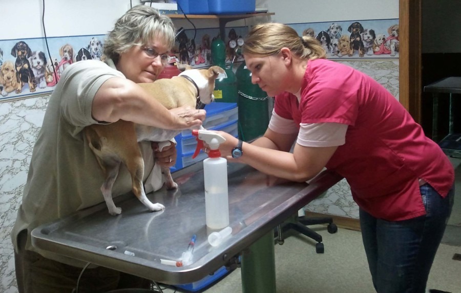 About Us Farm and Family Veterinary Clinics